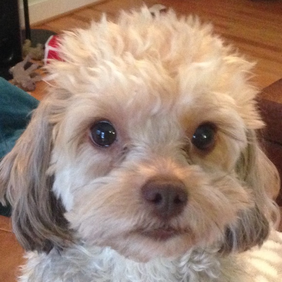 Meet your Posher, Shannon - Picture 1 of 1